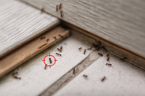 Best Bed Bug Extermination  in Fort Payne, AL